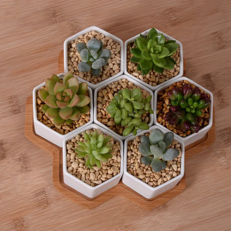 Set van 4/7/9/10 Hexagon Bloem - Aloe Vera Pot recensie en prijs