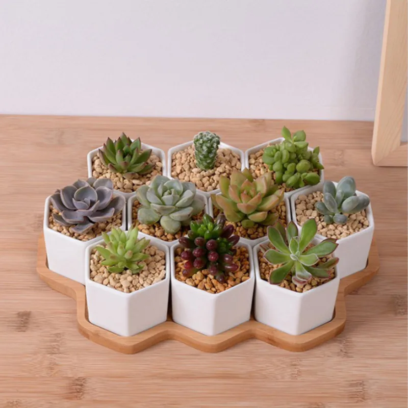 Set van 4/7/9/10 Hexagon Bloem - Aloe Vera Pot recensie en prijs