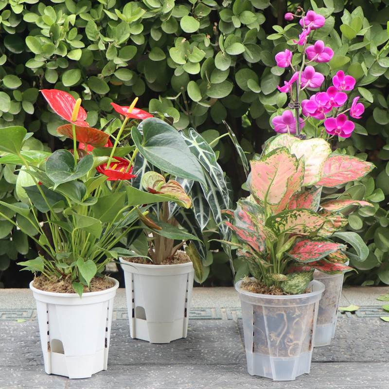 5 stks Transparante Orchidee P - Aloe Vera Pot recensie en prijs